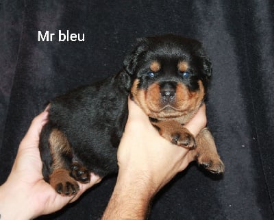 Mr Bleu - Rottweiler