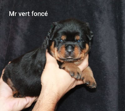 Mr vert foncé - Rottweiler