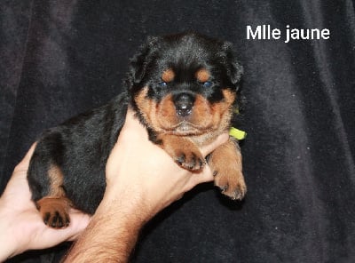 Mlle Jaune - Rottweiler