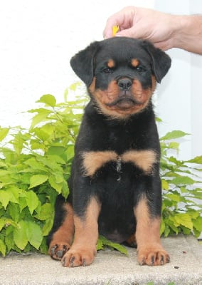 Les chiots de Rottweiler