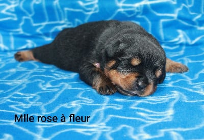 Les chiots de Rottweiler