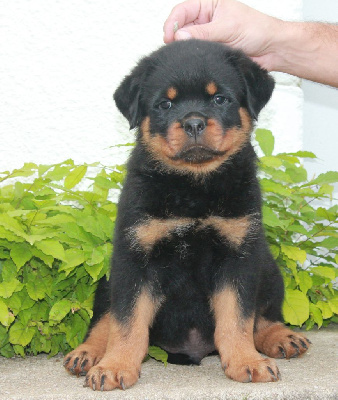 Les chiots de Rottweiler