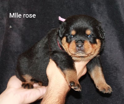 Mlle rose - Rottweiler