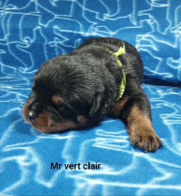 Les chiots de Rottweiler