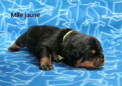 Les chiots de Rottweiler