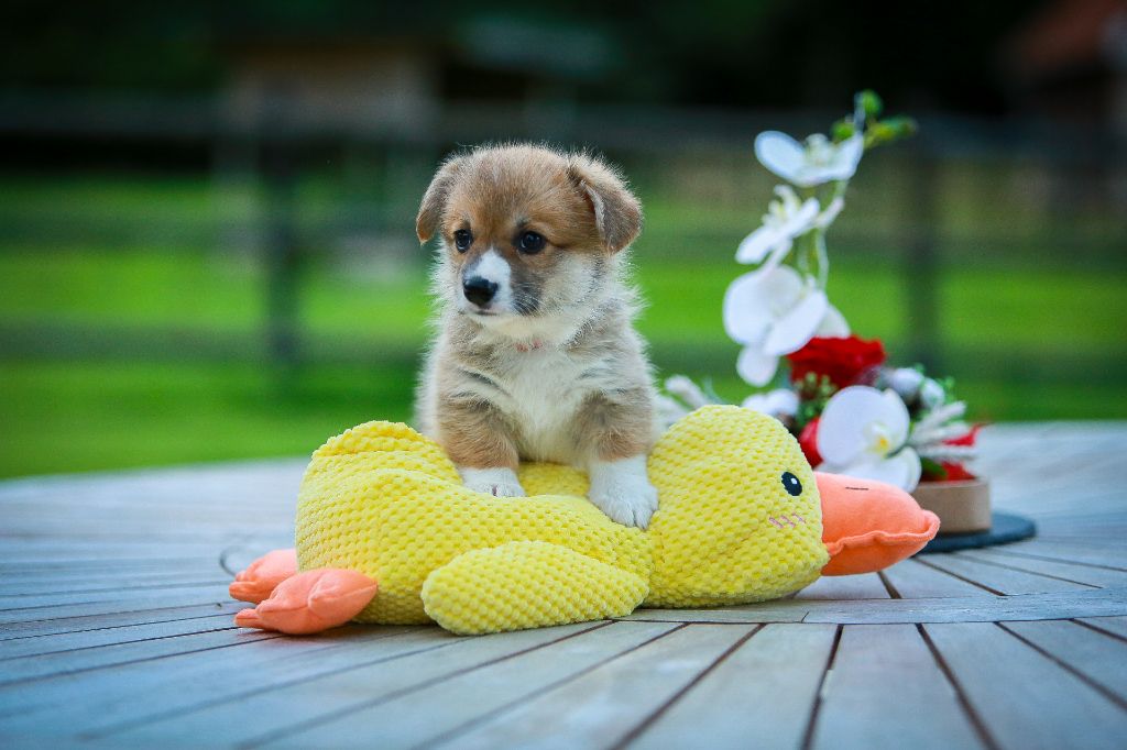 V - Welsh Corgi Pembroke