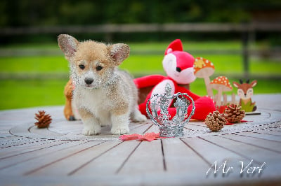 Les chiots de Welsh Corgi Pembroke