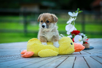 Les chiots de Welsh Corgi Pembroke