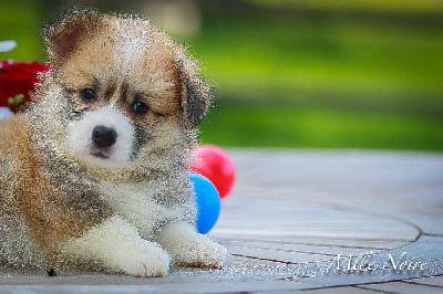 Les chiots de Welsh Corgi Pembroke