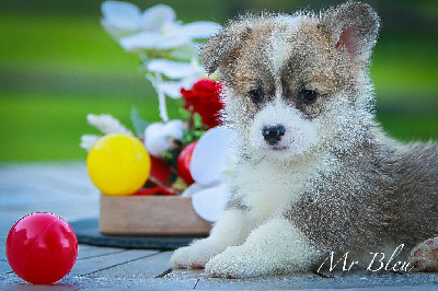 Les chiots de Welsh Corgi Pembroke