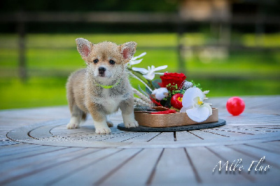 Les chiots de Welsh Corgi Pembroke