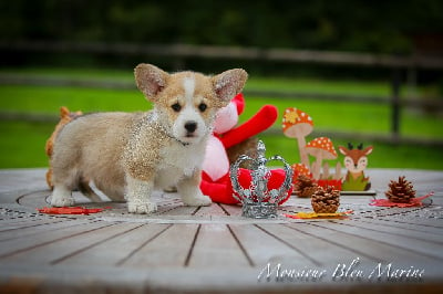 Les chiots de Welsh Corgi Pembroke