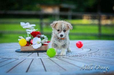 Les chiots de Welsh Corgi Pembroke