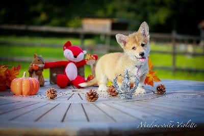 Les chiots de Welsh Corgi Pembroke