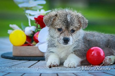 Les chiots de Welsh Corgi Pembroke