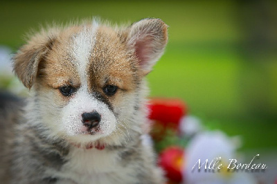 Les chiots de Welsh Corgi Pembroke