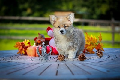 Les chiots de Welsh Corgi Pembroke