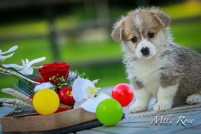 Les chiots de Welsh Corgi Pembroke