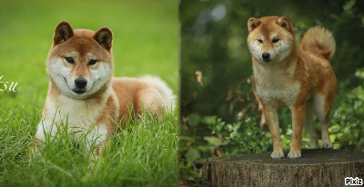 Les chiots de Shiba