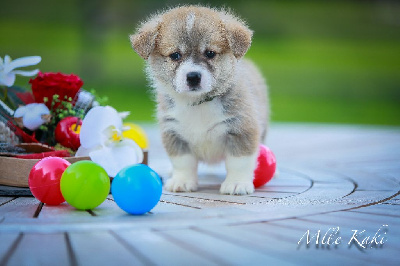 Les chiots de Welsh Corgi Pembroke