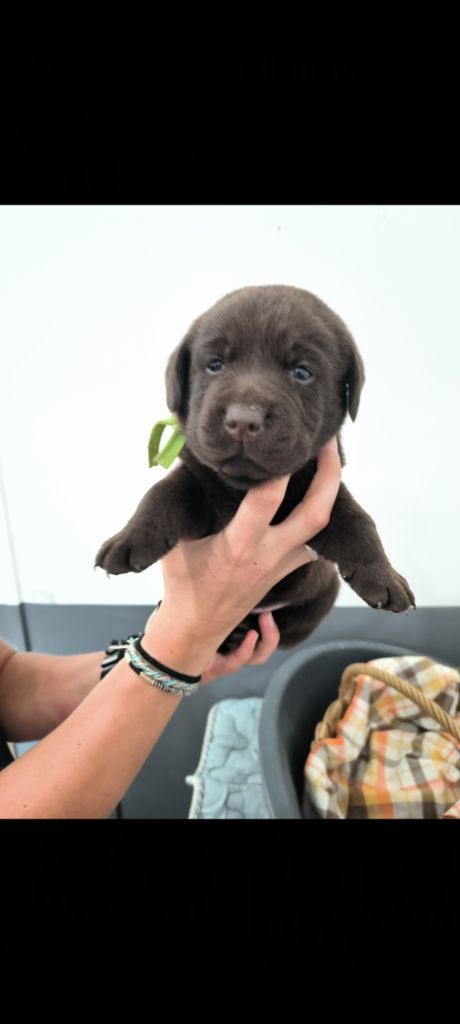 CHIOT 3 - Labrador Retriever