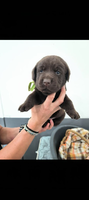 Les chiots de Labrador Retriever