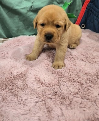 Les chiots de Labrador Retriever