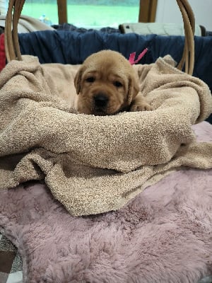 Les chiots de Labrador Retriever