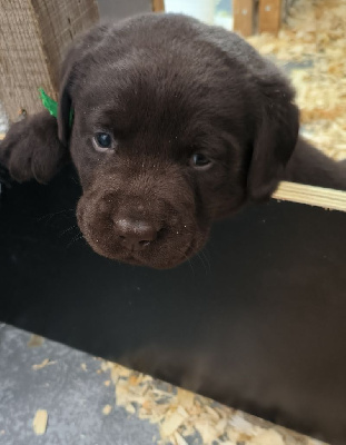 Les chiots de Labrador Retriever