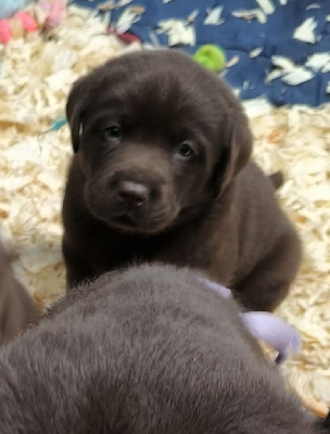 Les chiots de Labrador Retriever