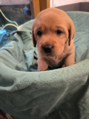 Les chiots de Labrador Retriever