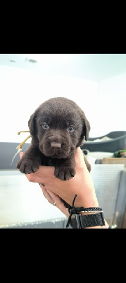 Les chiots de Labrador Retriever