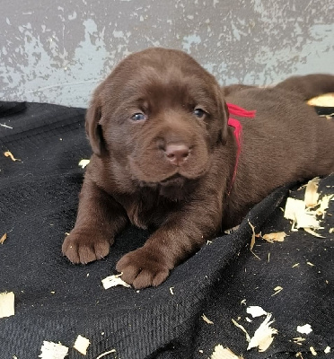 Les chiots de Labrador Retriever