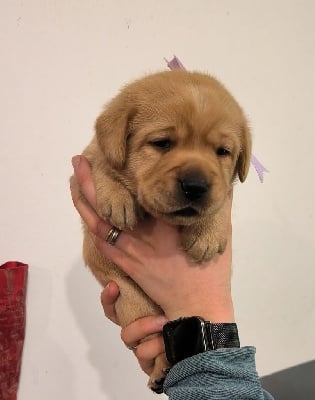 Les chiots de Labrador Retriever