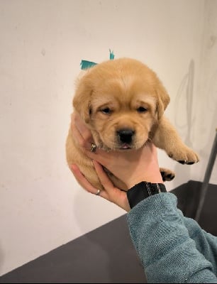 Les chiots de Labrador Retriever