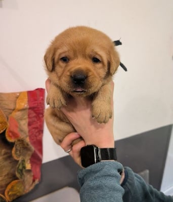 Les chiots de Labrador Retriever