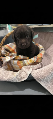 Les chiots de Labrador Retriever