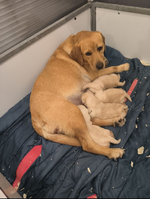 Les chiots de Labrador Retriever