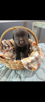 Les chiots de Labrador Retriever