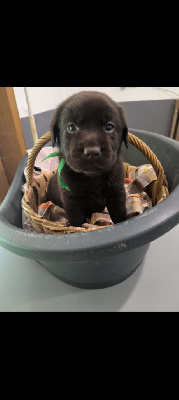 Les chiots de Labrador Retriever