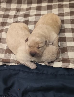 Les chiots de Labrador Retriever