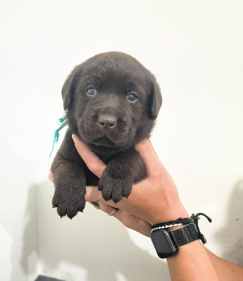 Les chiots de Labrador Retriever