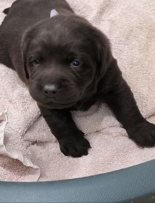 Les chiots de Labrador Retriever