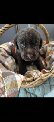 Les chiots de Labrador Retriever