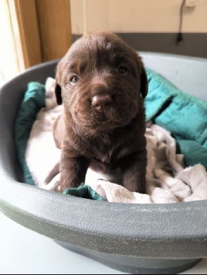 Les chiots de Labrador Retriever