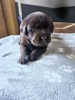 Les chiots de Labrador Retriever