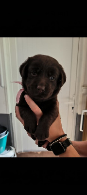 Les chiots de Labrador Retriever