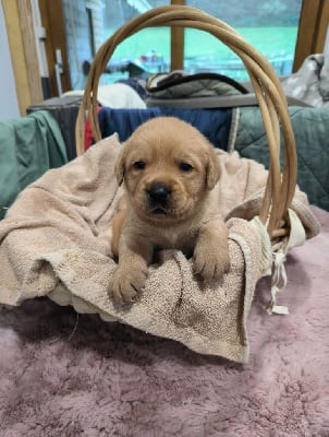 Les chiots de Labrador Retriever