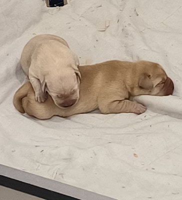 Les chiots de Labrador Retriever