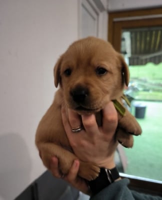 Les chiots de Labrador Retriever